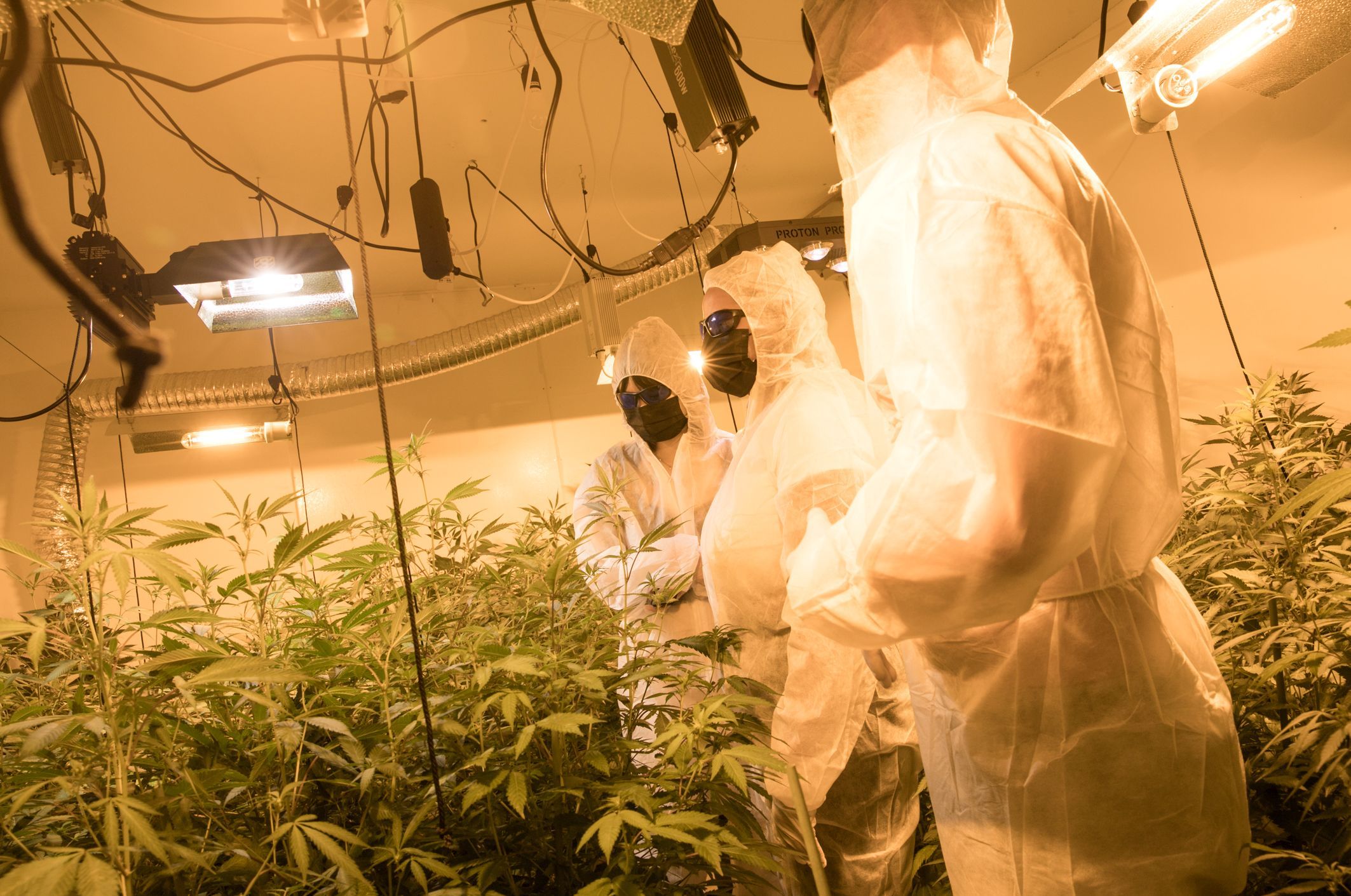 unique cannabis experience lanzarote best weed club